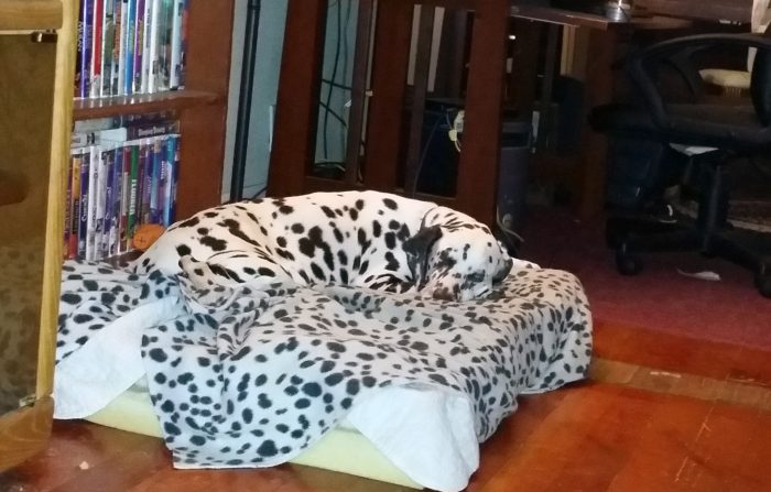 דלמטי על שמיכה