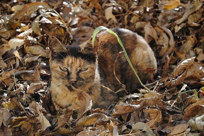 חתול בעלים של סתיו
