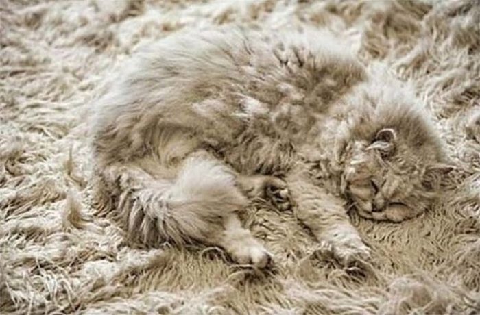 חתול על השטיח