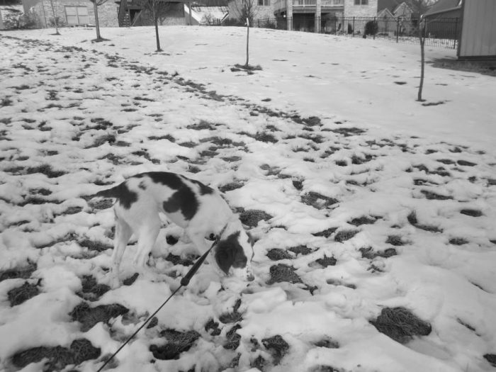 כלב בשלג עם כתמים מופשרים