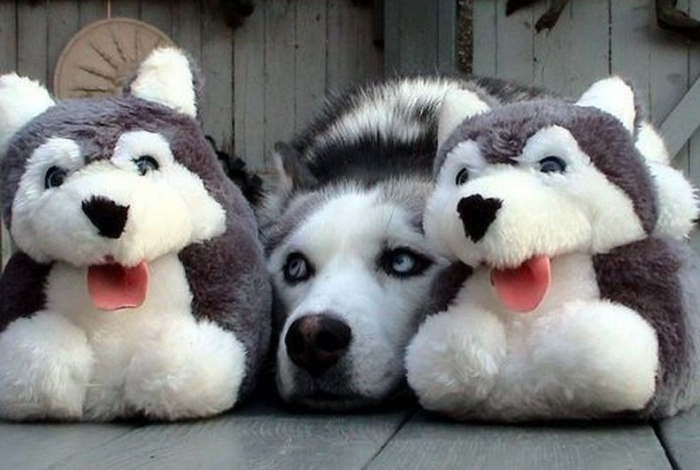 צעצועי כלבים ופרווה