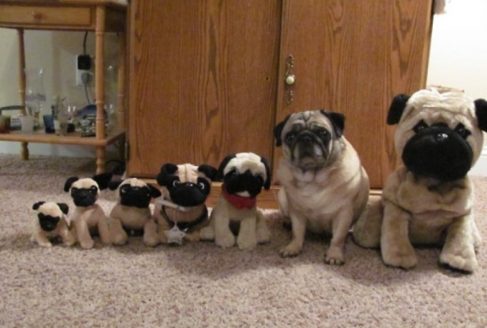 בניית פאגים