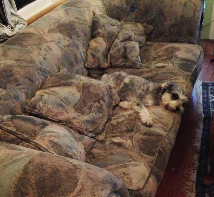 הכלב מסתווה את עצמו על הספה