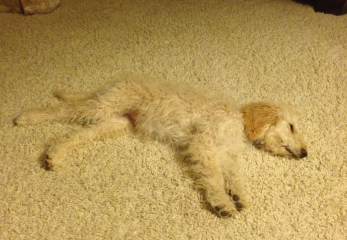 כלב על שטיח בהיר