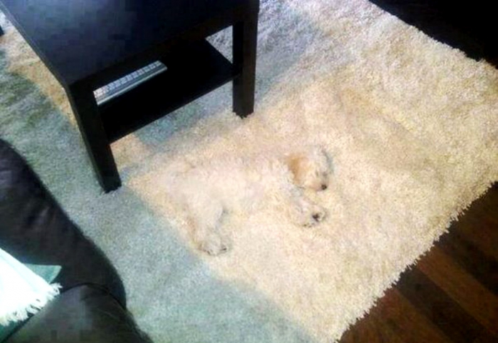 כלב על שטיח לבן