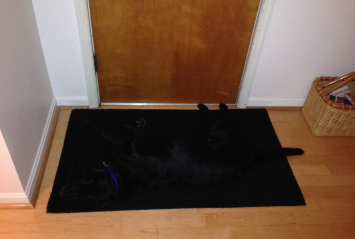 כלב על שטיח הכניסה