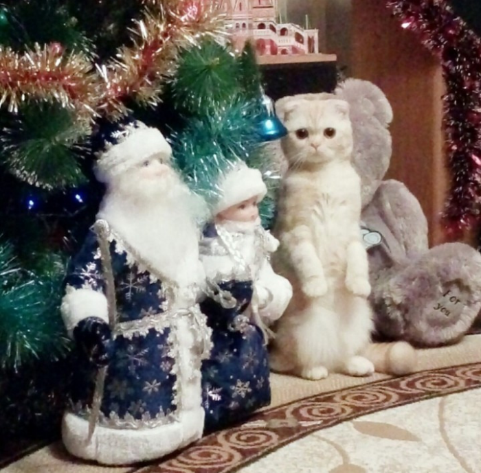 חתול מתחת לעץ