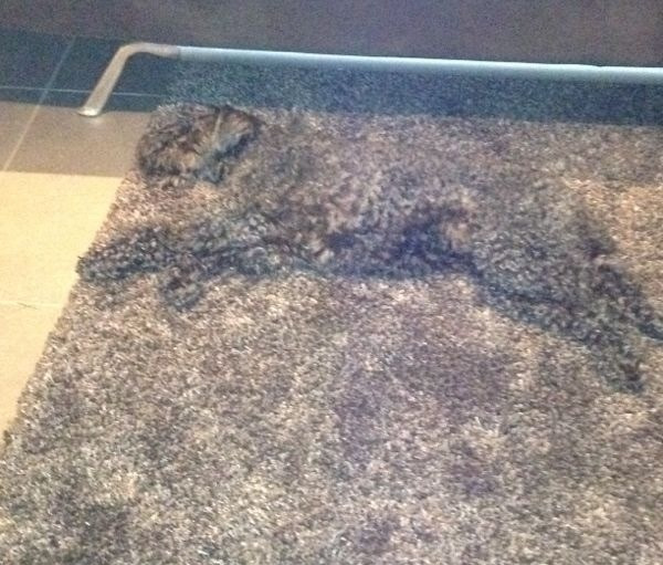 כלב על השטיח