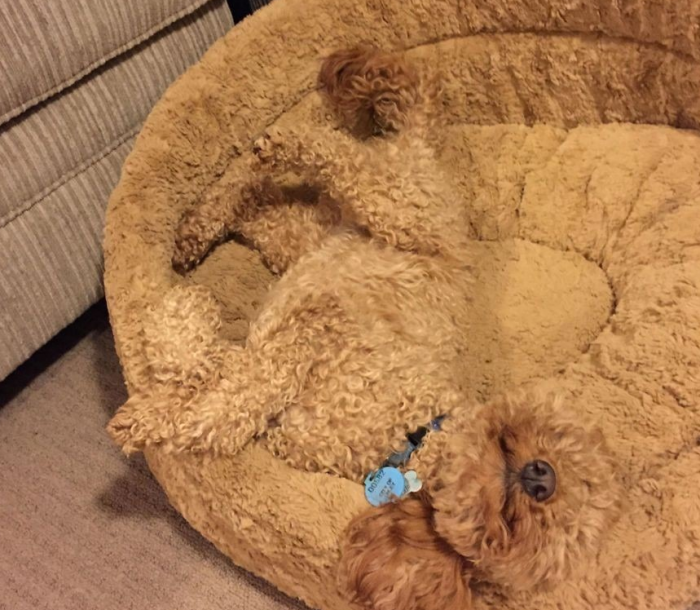 כלב על מיטה