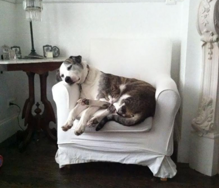 חתול מסתווה את עצמו על כיסא עם כלב