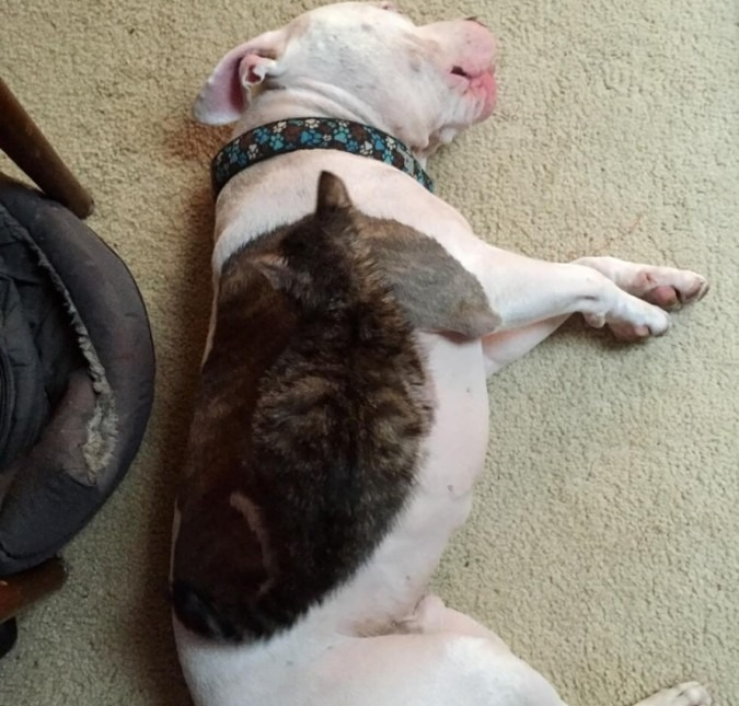 החתול מתחזה לכלב