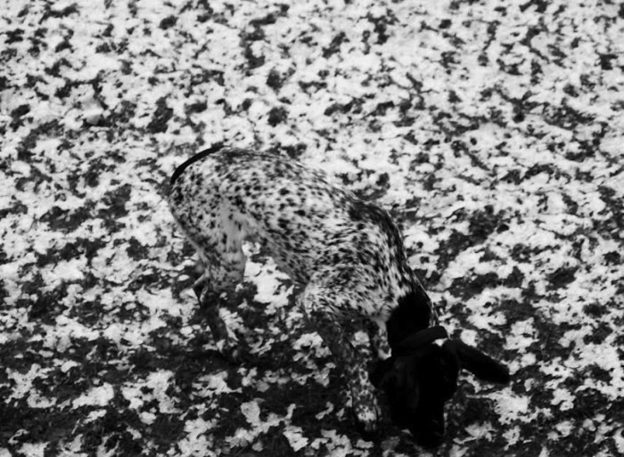 כלב על רקע שלג