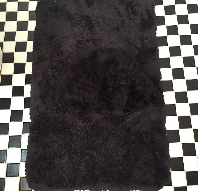 כלב על שטיח אמבטיה