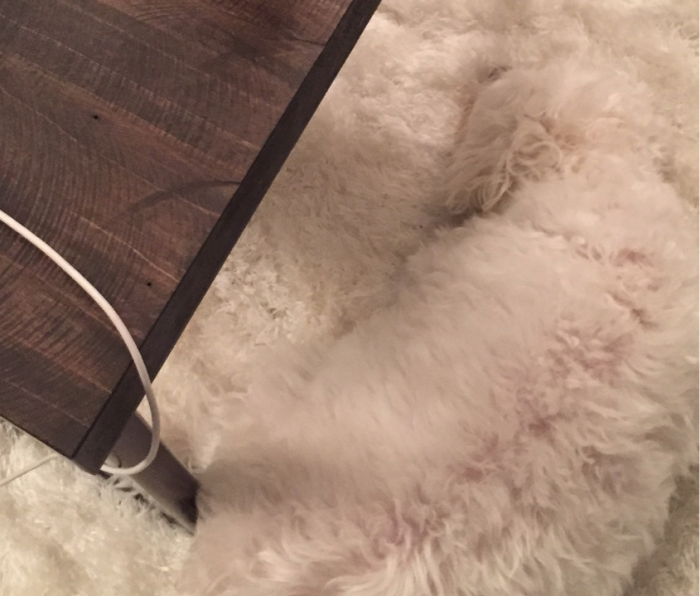 הכלב התמזג עם השטיח