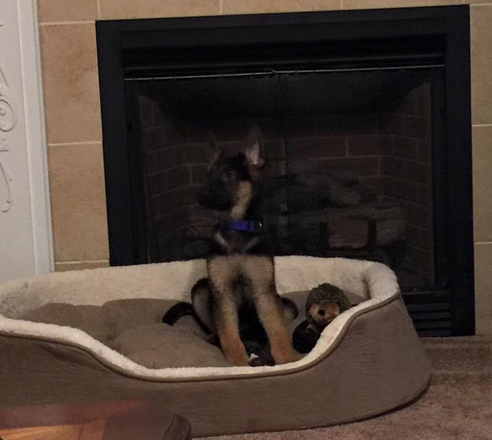 גור רועים על רקע אח