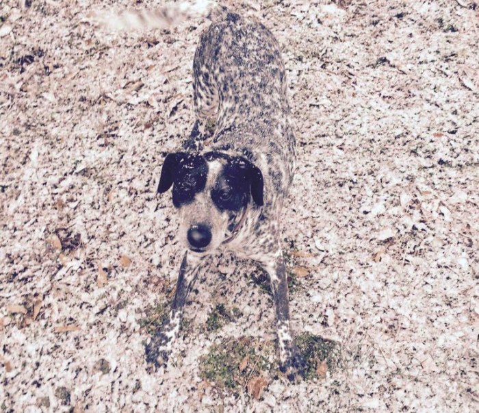 כלב בגוון שלג