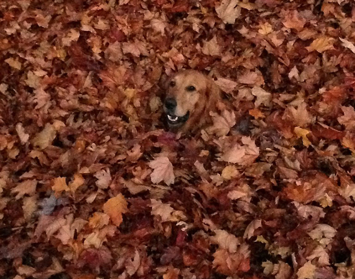 כלב בעלים של סתיו