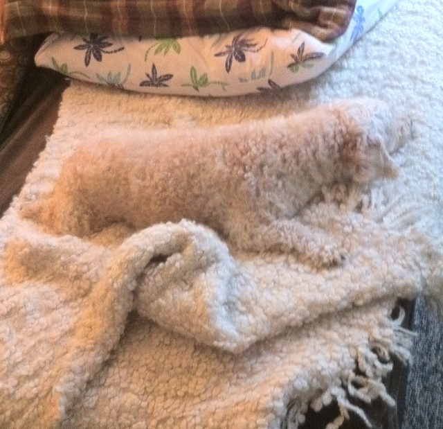 הכלב ישן על שמיכה