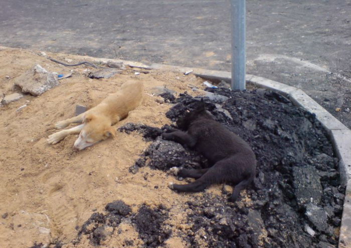 גורים מסתווים ליד הכביש