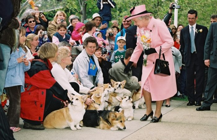 קורגי של המלכה אליזבת השנייה
