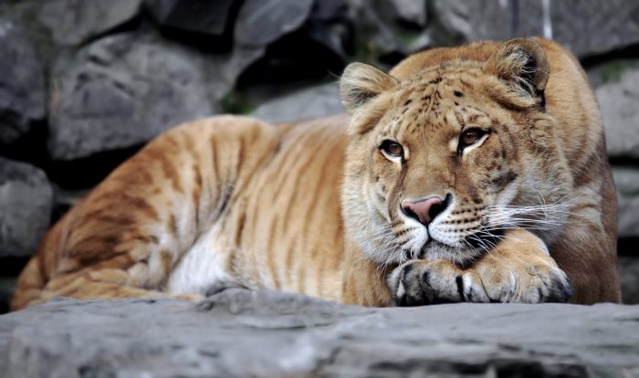 ליגר על סלע