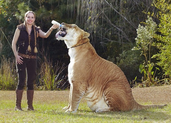 ליגר מאכילים בבקבוק
