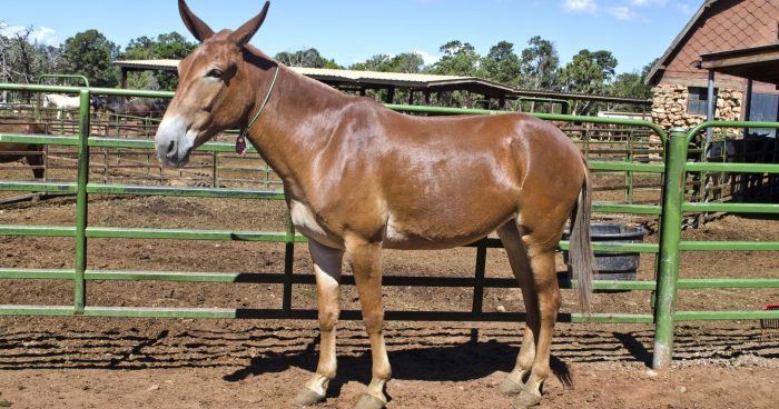 פרד ליד הגדר