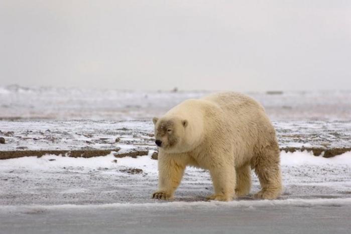 גרולאר בשלג