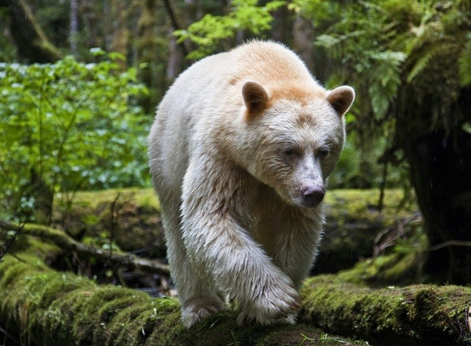 גרולאר ביער