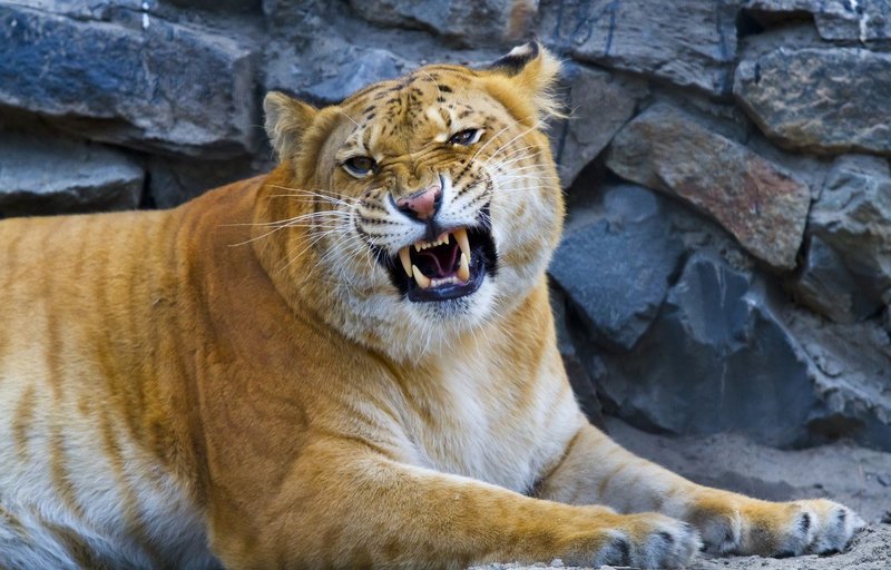 היברידי בעלי חיים מדהימים ויוצאי דופן