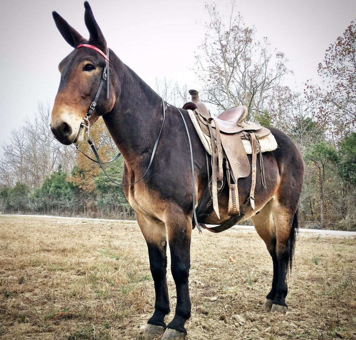 פרד עם אוכף