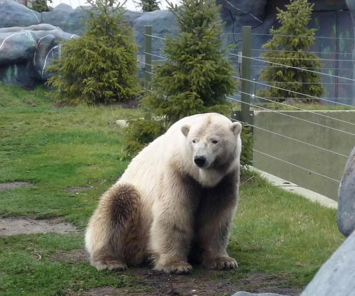 גרולאר בשבי