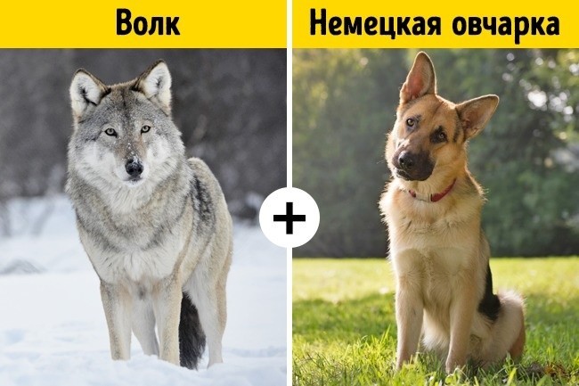 זאב ורועה גרמני