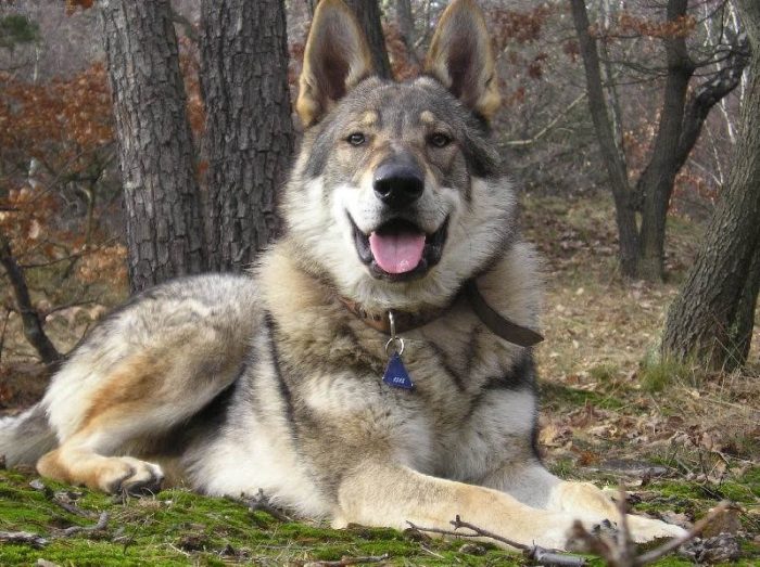 כלב זאב צ'כוסלובקי