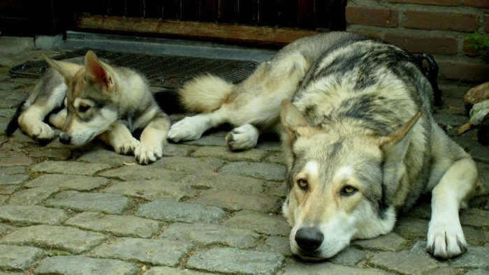 כלב זאב סארלוס
