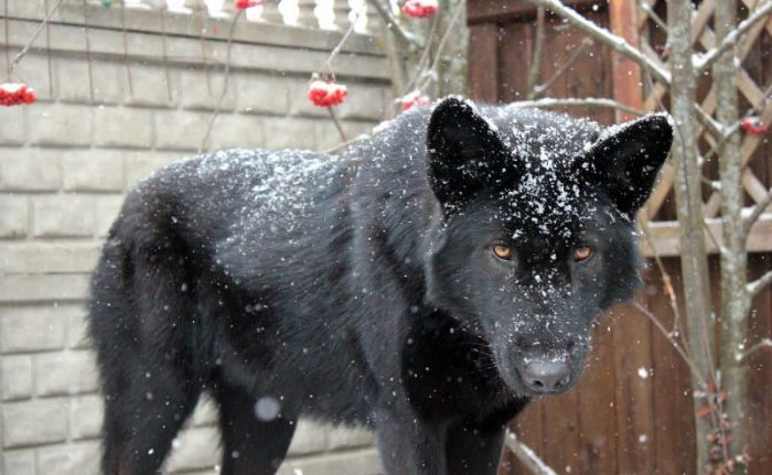 כלב זאב שחור