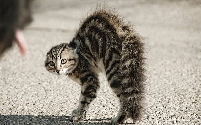 החתול מקמר את גבו