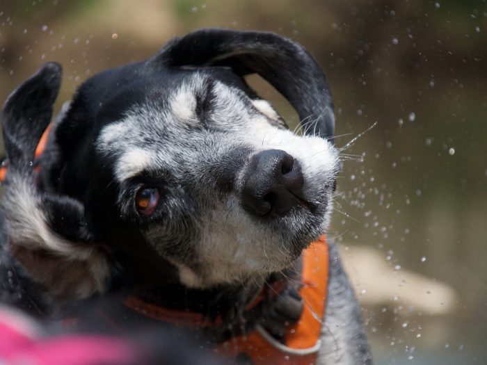הכלב מנער את התרסיס