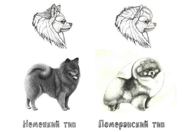 תרשים של ההבדלים בין פומרניאן לשפיץ גרמני