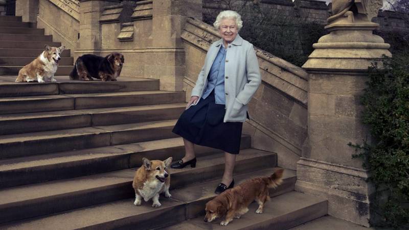 חיות מחמד מלכותיות