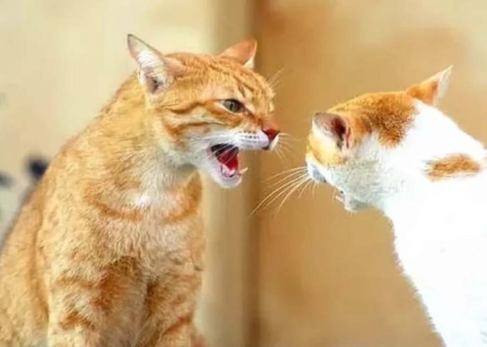 חתולים רבים