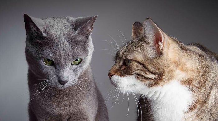 החתול מסתכל בכעס על אחר