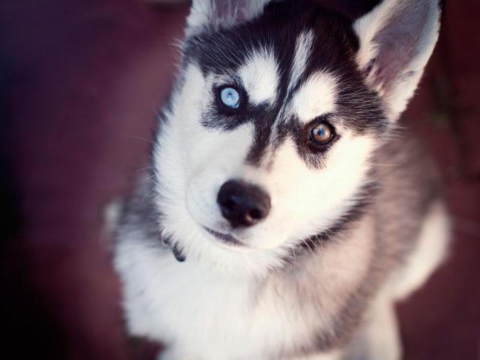 האם זה נכון שכלבים רואים את העולם בשחור ולבן?