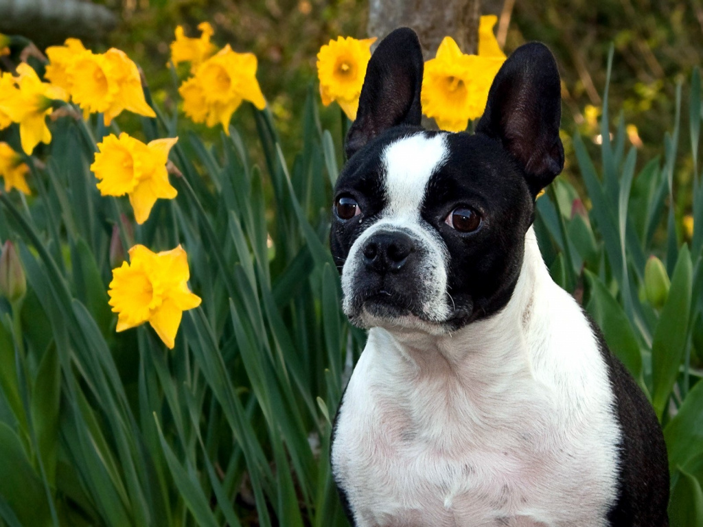 בוסטון טרייר: הגאווה והסמל של מסצ'וסטס