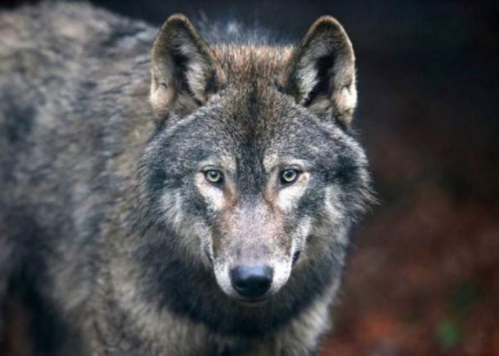 תמונה של קויוולף