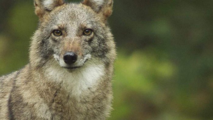 תמונה מקרוב של קויוולף