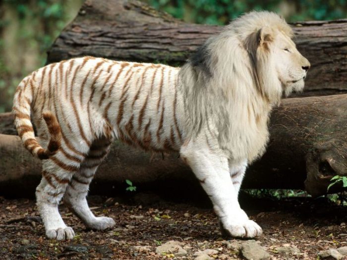 אריה נמר בצבע בהיר