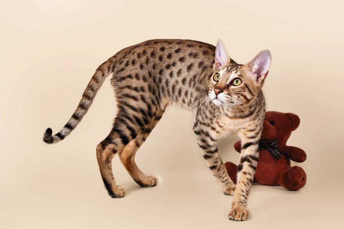 חתול סוואנה ובוב צעצוע