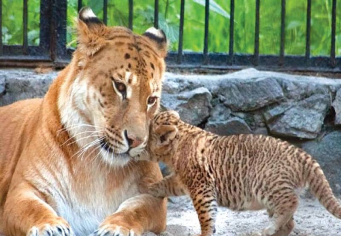 טיגון עם גור