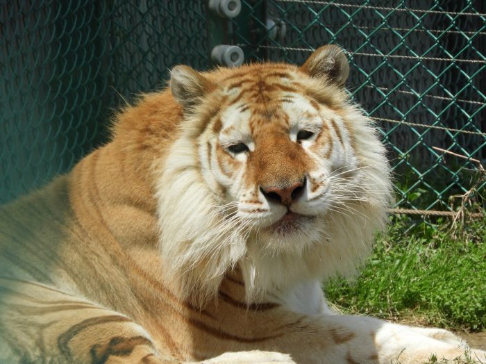 טיגון בכלוב